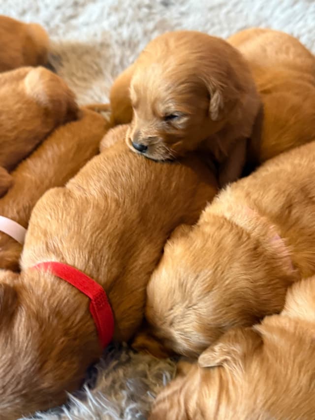 Redwood Golden Kennels has Dark Red Golden Retriever Puppies media 16