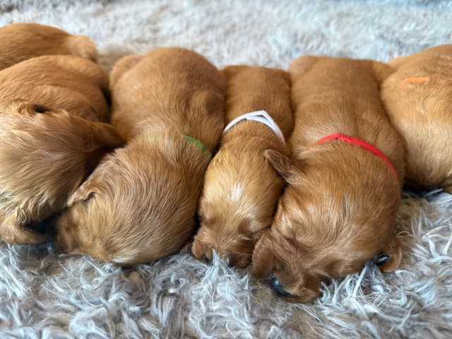 Redwood Golden Kennels has Dark Red Golden Retriever Puppies media 15