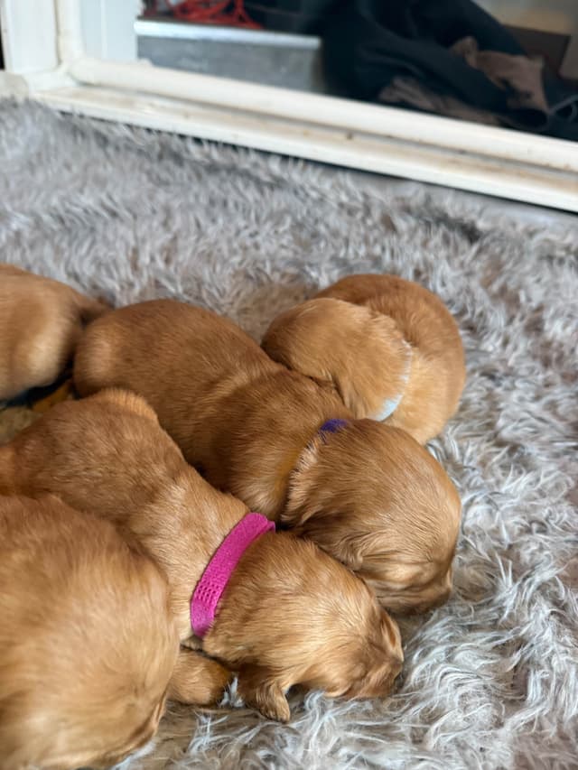 Redwood Golden Kennels has Dark Red Golden Retriever Puppies media 17