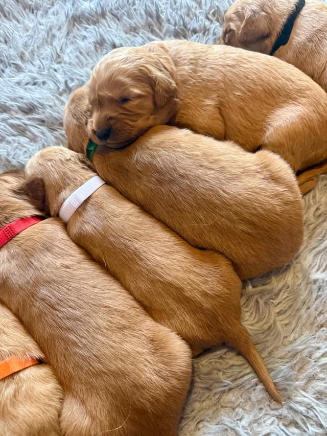 Redwood Golden Kennels has Dark Red Golden Retriever Puppies media 18