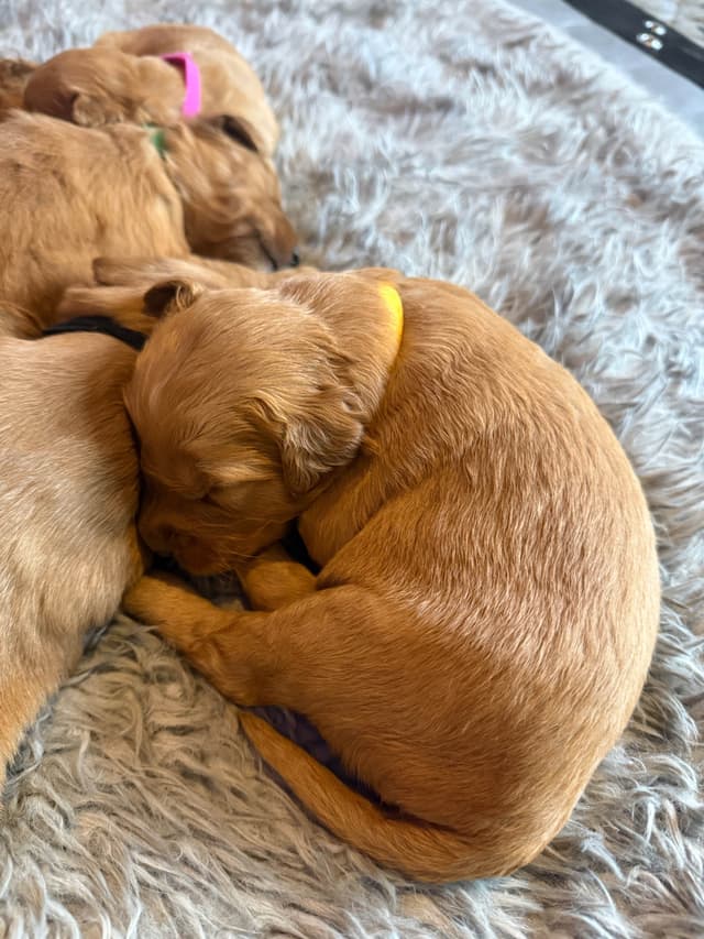 Redwood Golden Kennels has Dark Red Golden Retriever Puppies media 20
