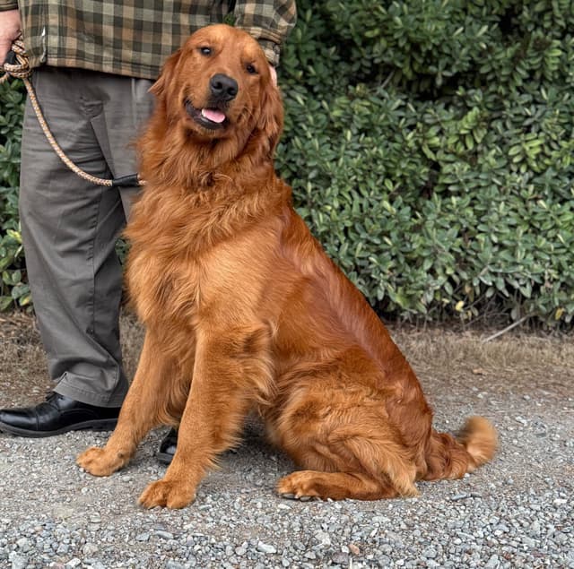 Redwood Golden Kennels has Dark Red Golden Retriever Puppies media 21