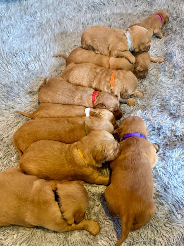 Redwood Golden Kennels has Dark Red Golden Retriever Puppies media 22