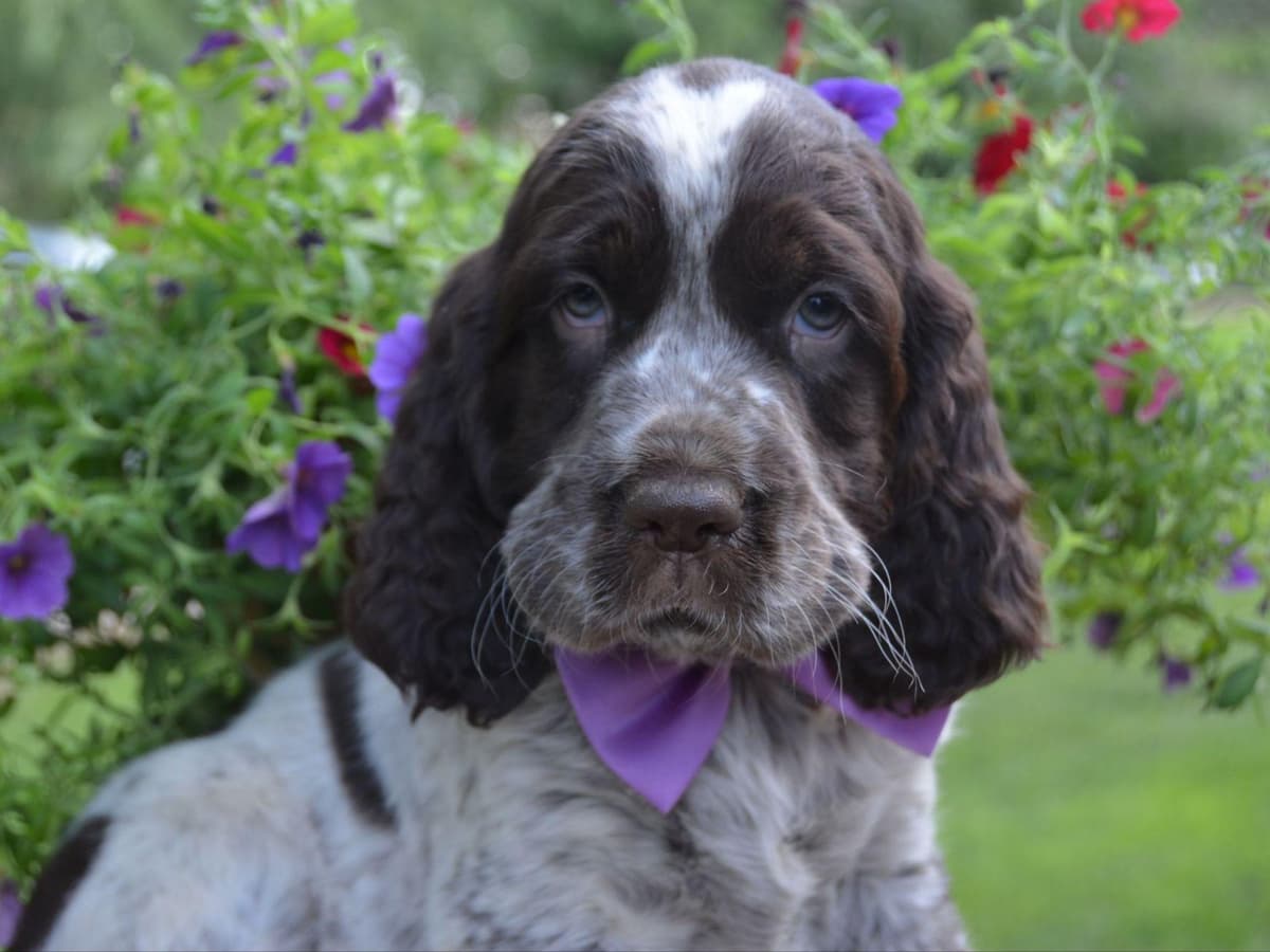 English Springer Spaniel Puppies breeder image 2