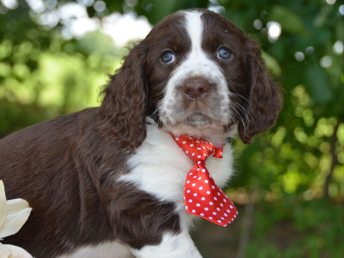 English Springer Spaniel Puppies breeder image 3