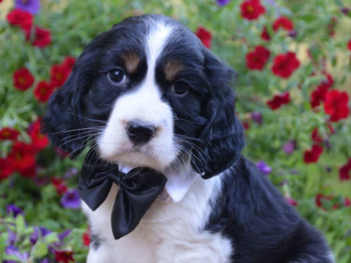 English Springer Spaniel Puppies breeder image 4