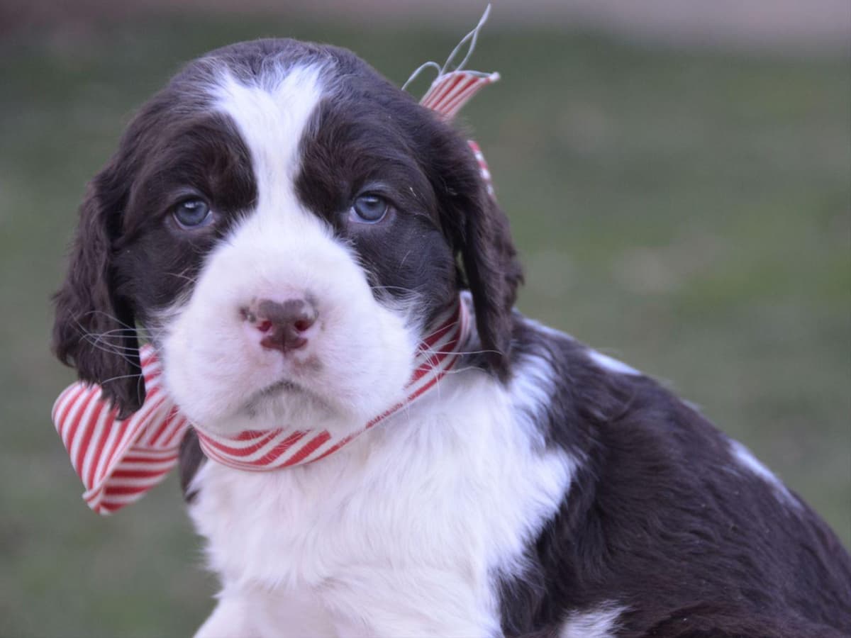 English Springer Spaniel Puppies breeder image 5