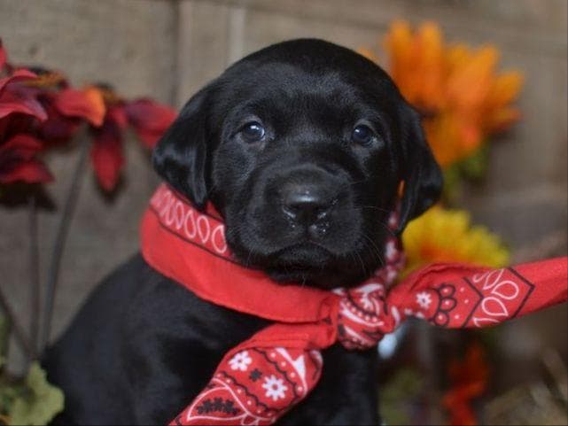 English Springer Spaniel Puppies breeder image 8