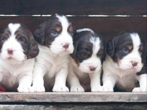 English Springer Spaniel Puppies breeder image 9