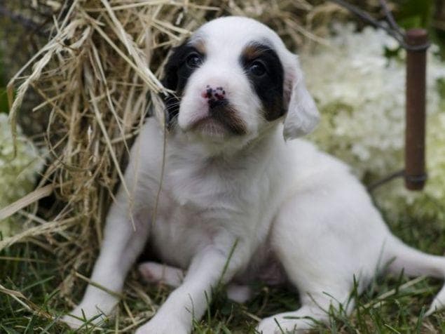 English Springer Spaniel Puppies breeder image 10