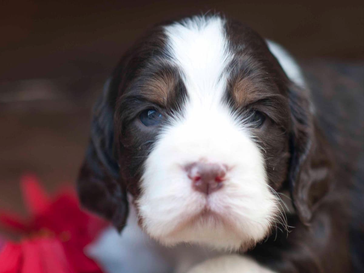 English Springer Spaniel Puppies breeder image 11