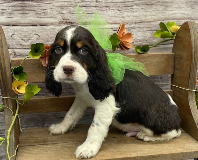 English Springer Spaniel Puppies media 3