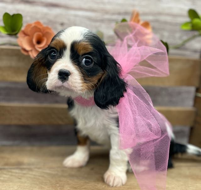 Cavalier King Charles Spaniel Puppies media 3