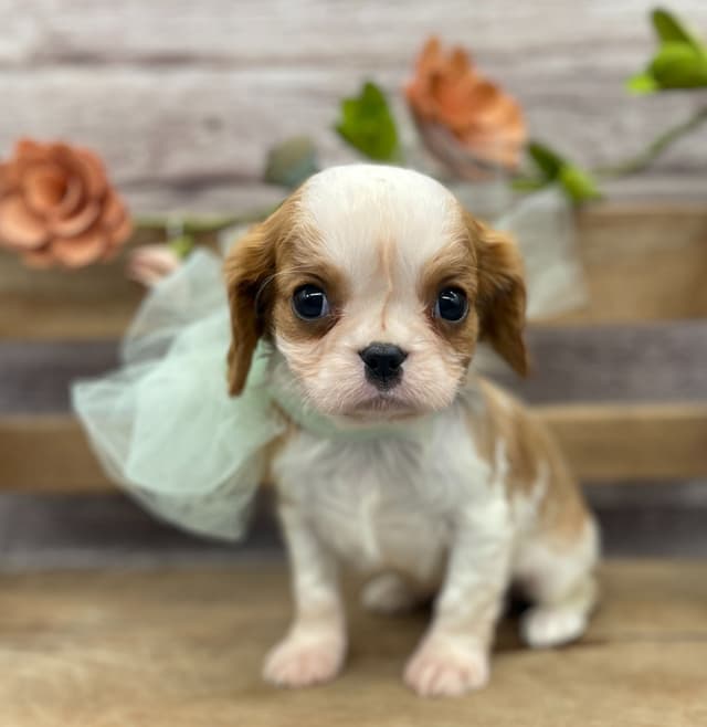 Cavalier King Charles Spaniel Puppies media 4