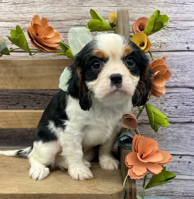 Cavalier King Charles Spaniel Puppies media 6