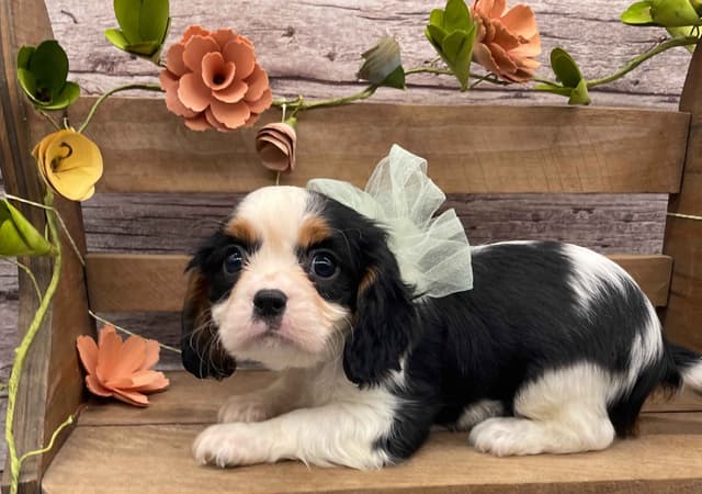 Cavalier King Charles Spaniel Puppies media 7