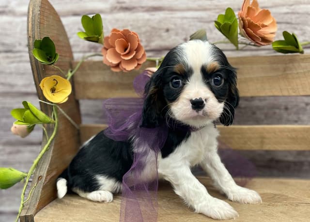 Cavalier King Charles Spaniel Puppies media 8