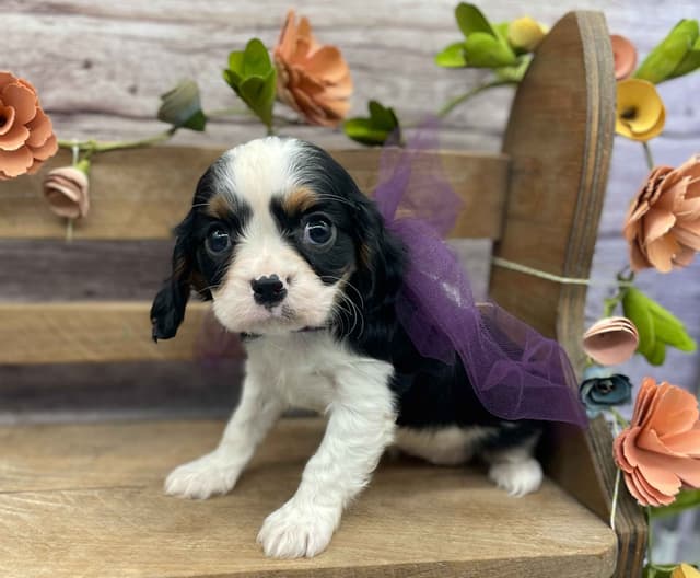 Cavalier King Charles Spaniel Puppies media 9