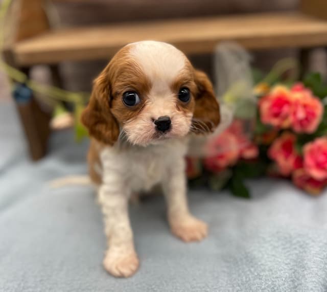 Cavalier King Charles Spaniel Puppies media 10
