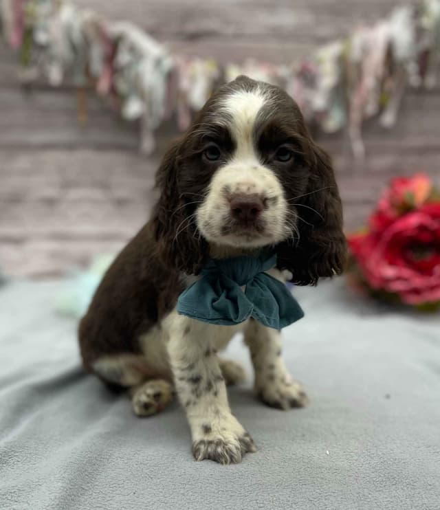 English Springer Spaniel Puppies media 2