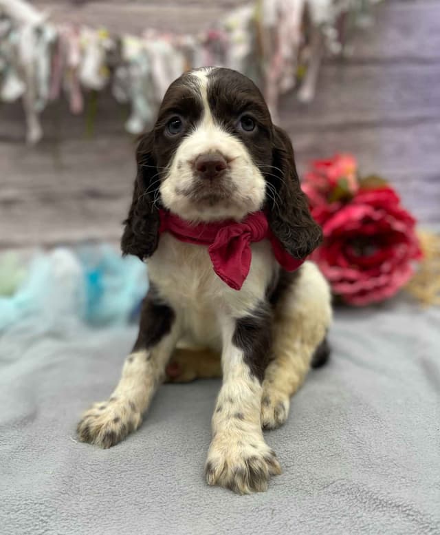 English Springer Spaniel Puppies media 3