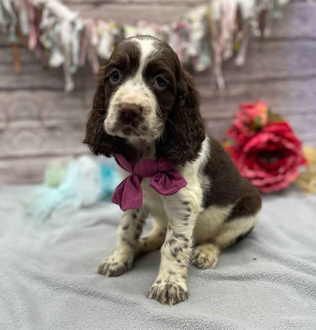 English Springer Spaniel Puppies media 6
