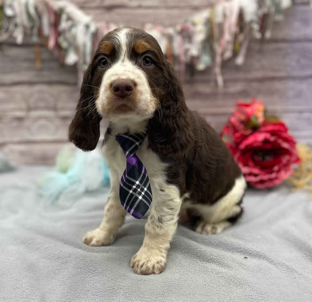 English Springer Spaniel Puppies media 5
