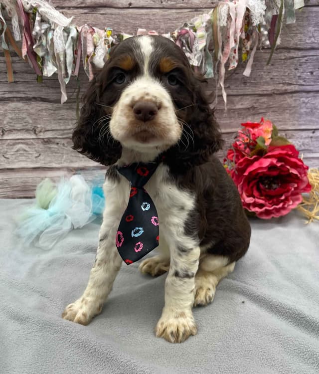 English Springer Spaniel Puppies media 4