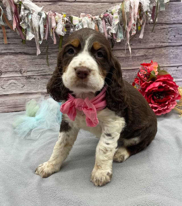 English Springer Spaniel Puppies media 8