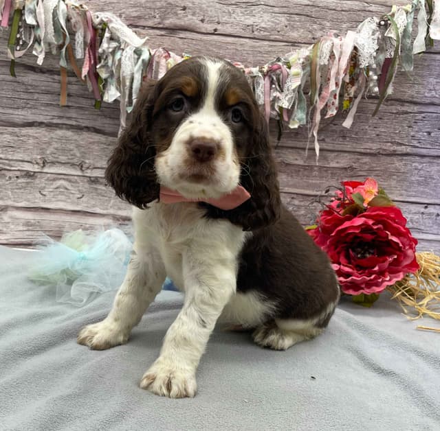 English Springer Spaniel Puppies media 7
