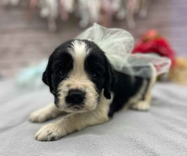 English Springer Spaniel Puppies media 2