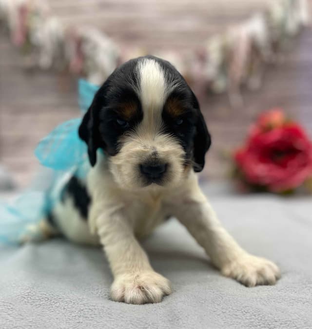 English Springer Spaniel Puppies media 3