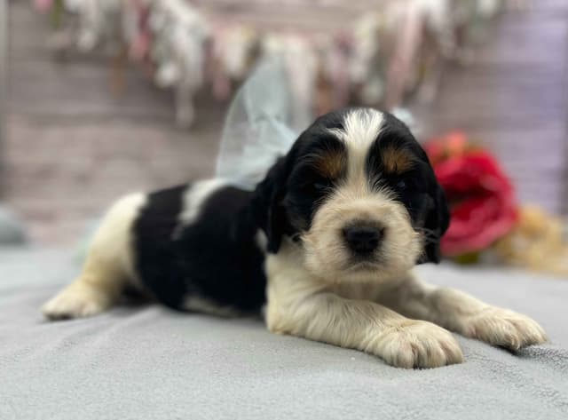 English Springer Spaniel Puppies media 5