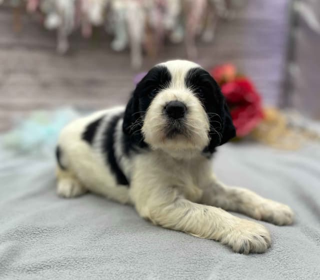 English Springer Spaniel Puppies media 6
