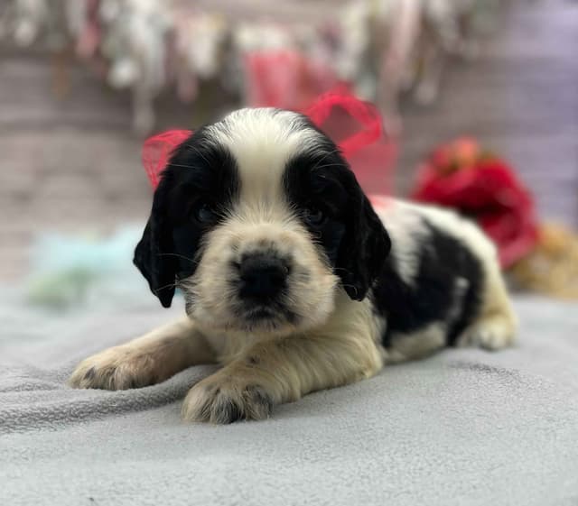English Springer Spaniel Puppies media 8