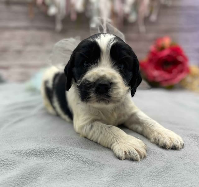 English Springer Spaniel Puppies media 7