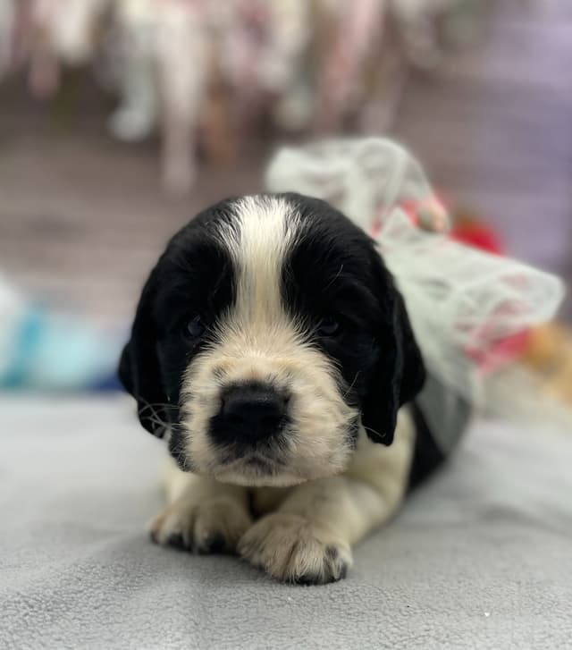 English Springer Spaniel Puppies media 9