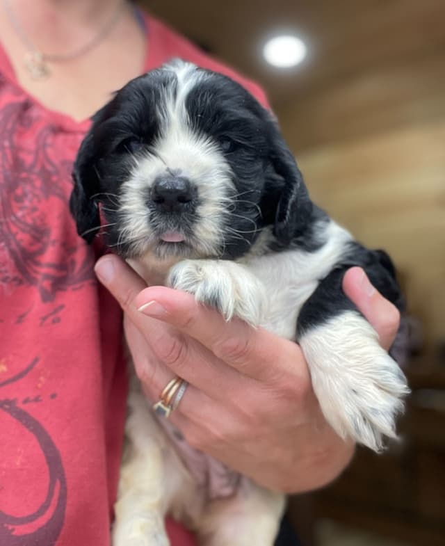 English Springer Spaniel Puppies media 10