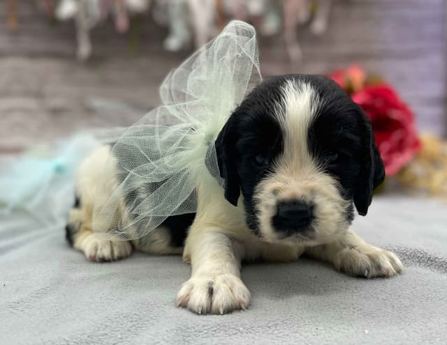 English Springer Spaniel Puppies media 11
