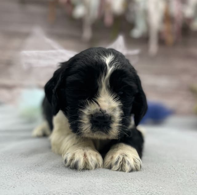 English Springer Spaniel Puppies media 12