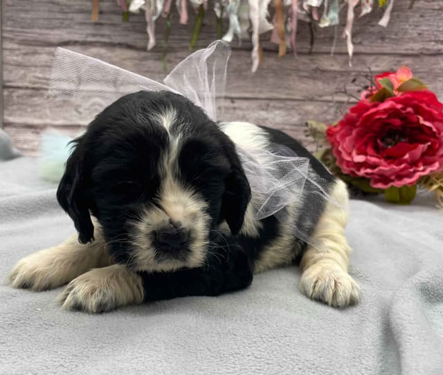 English Springer Spaniel Puppies media 13