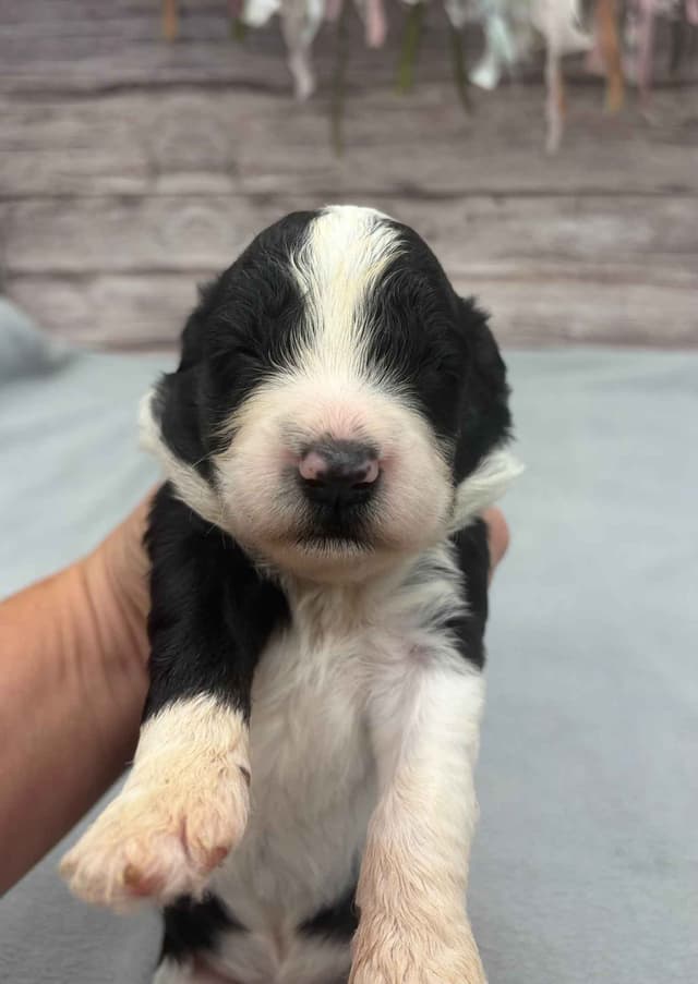 Portuguese Water Dog Puppies media 2
