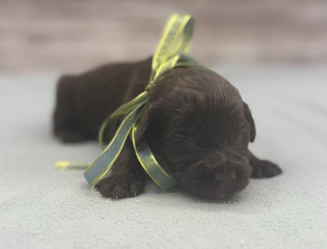 Portuguese Water Dog Puppies media 3