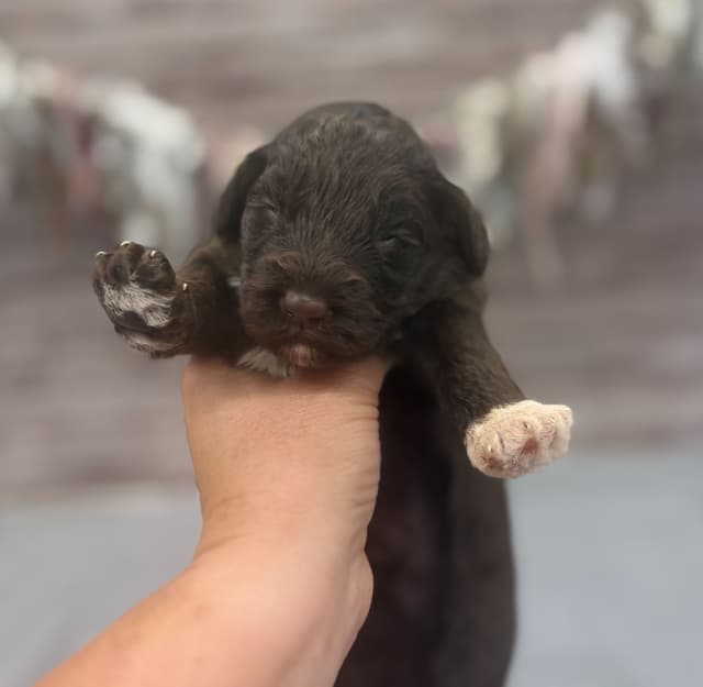 Portuguese Water Dog Puppies media 4