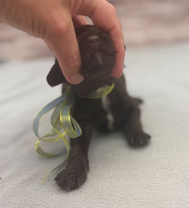 Portuguese Water Dog Puppies media 5