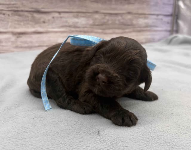 Portuguese Water Dog Puppies media 7