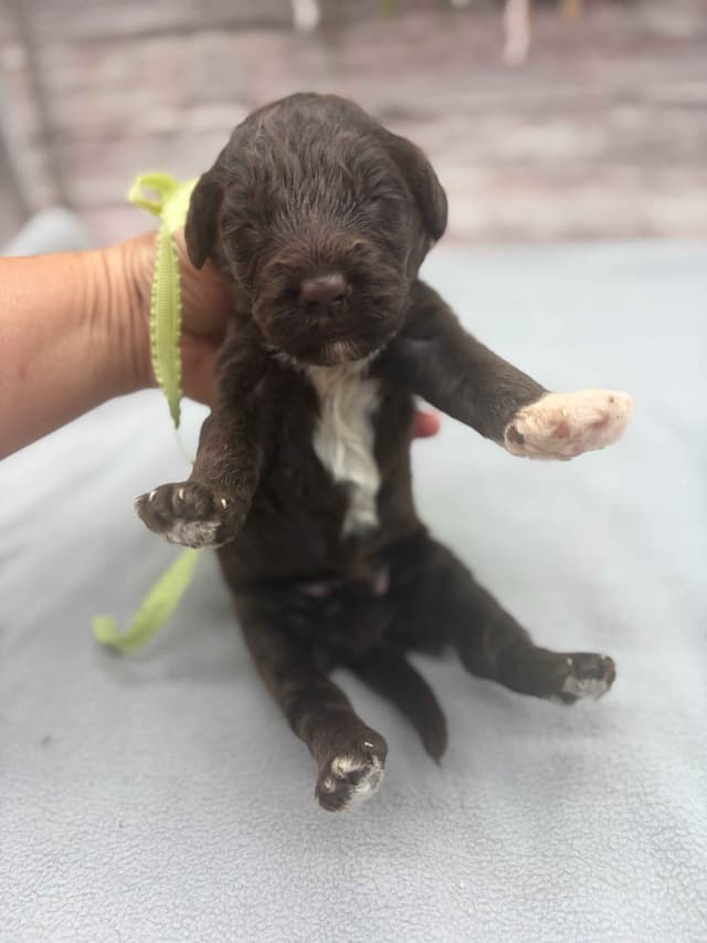 Portuguese Water Dog Puppies media 10