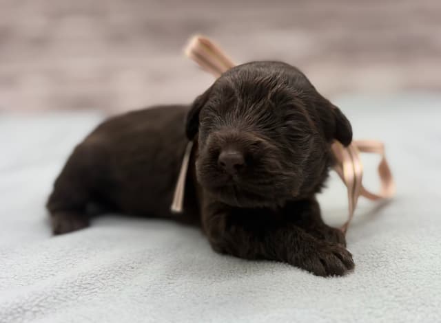 Portuguese Water Dog Puppies media 11