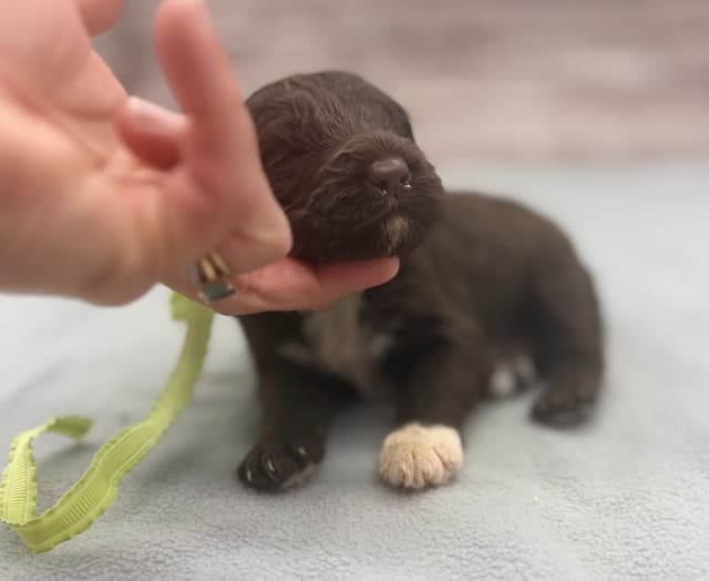 Portuguese Water Dog Puppies media 12