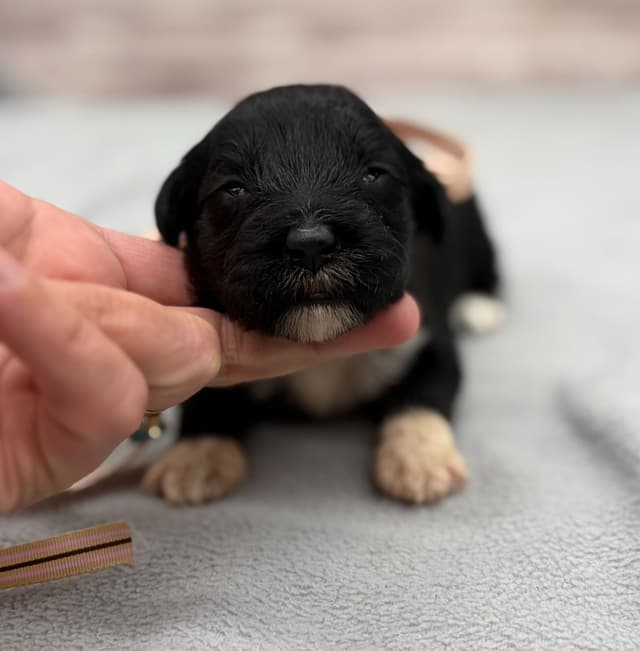 Portuguese Water Dog Puppies media 14